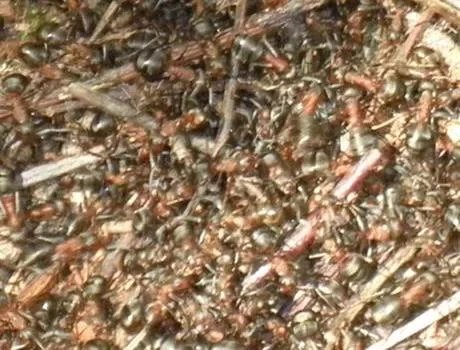 Organisation och företagsutveckling